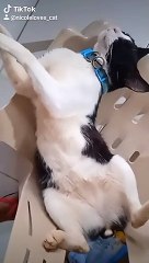 cats tiktok