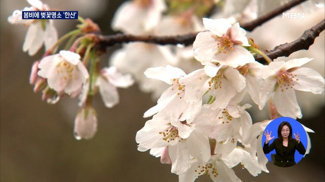 봄비에 벚꽃 명소 '한산'…오전에 대부분 그쳐