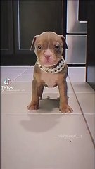 pets