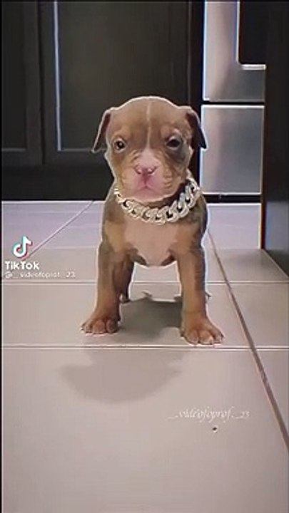 pets