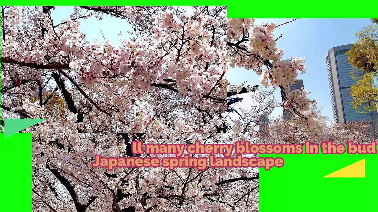 [Sakura video] A row of cherry blossom trees with buds  Sakura that have begun to bloom