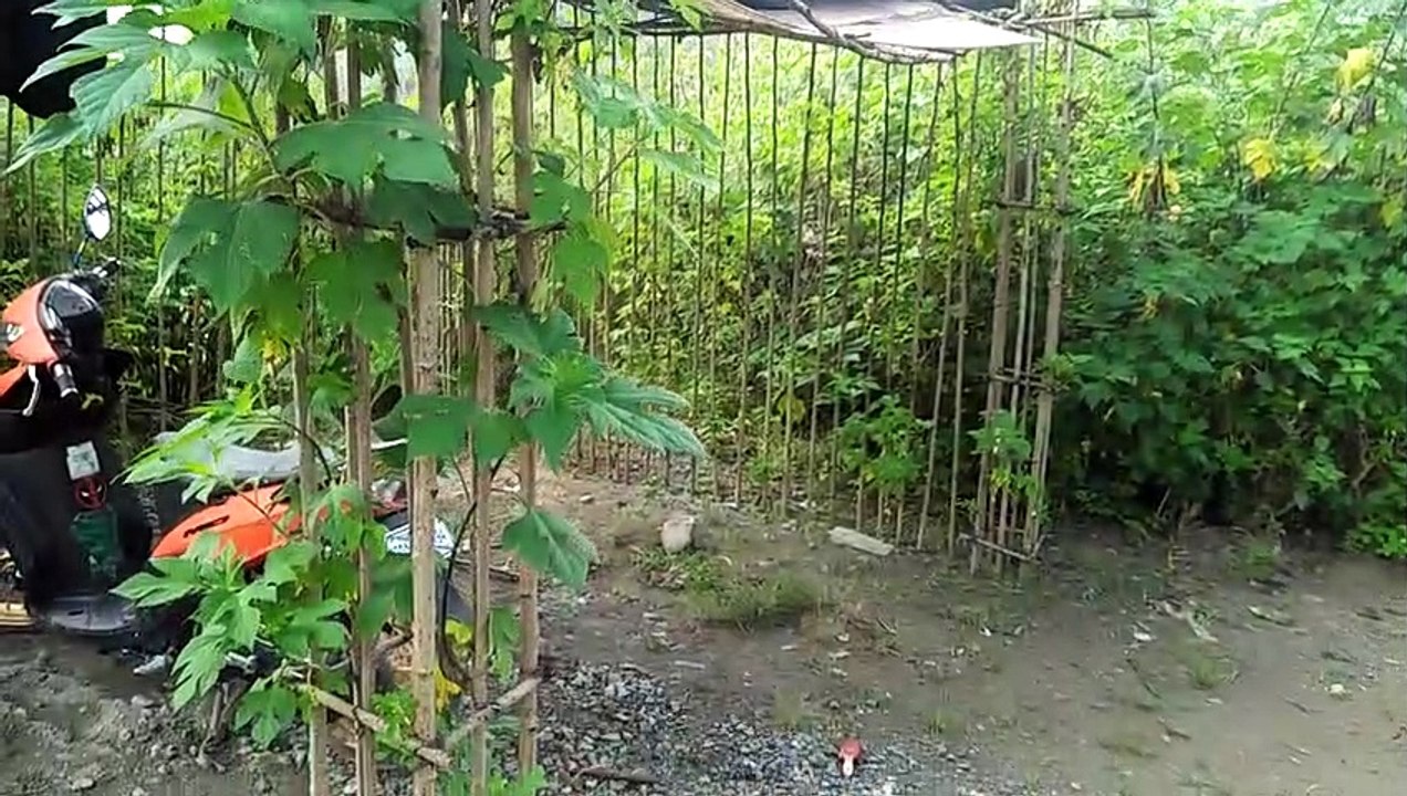 buhay na kubo