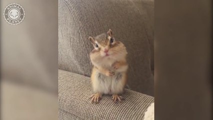 Super Cute Animals  Funny and Cute Animal Videos Compilation 2021 Animals Adorable Videos