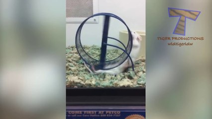 Animals are so funny that you can die of laughter  Funny animal compilation