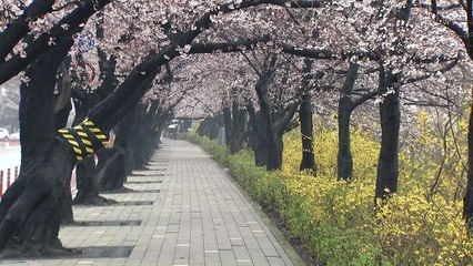 [날씨] 비 그친 뒤 중부 선선·남부 따뜻...윤중로 벚꽃 활짝 / YTN