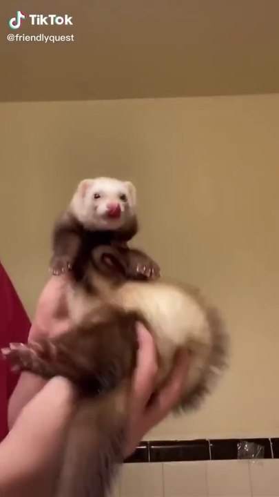 Try Not To Laugh To These ANIMAL TikToks_1080p