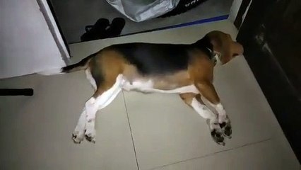 Lilo Sleeping