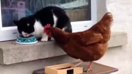 Kedi ile horozun amansız dövüşü