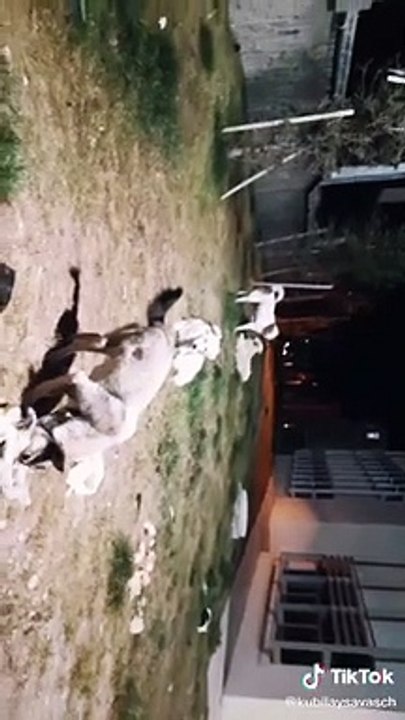 27 02 2021 20 24 köpekler