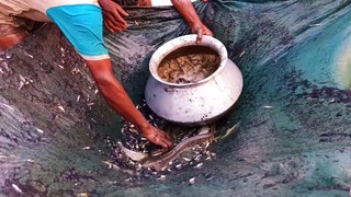 Village Net Fishing Pond In Bangladesh  Best Village Fishing Pond