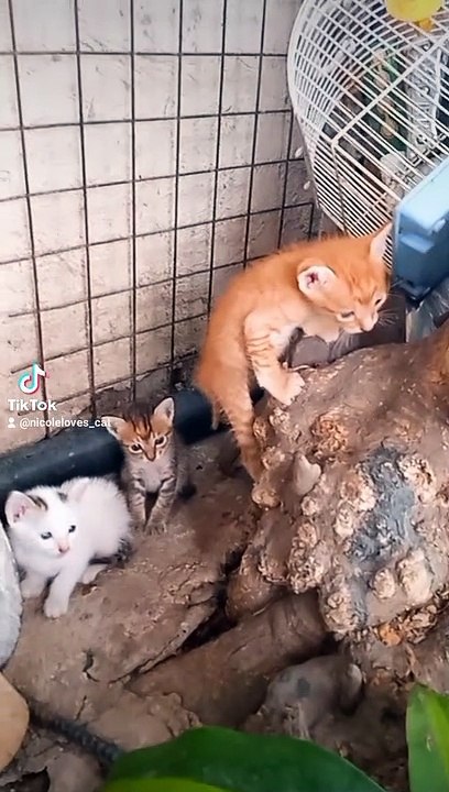 cute kitten