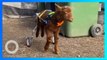 Berkat Kursi Roda Anjing, Bayi Domba Lumpuh Bisa Berjalan Lagi - TomoNews