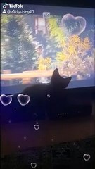 chocolate luvs angeline