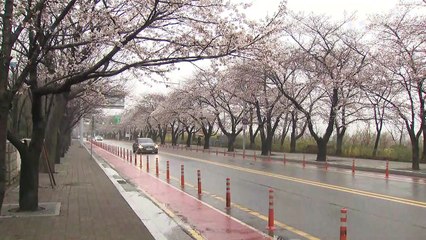 [날씨] 봄꽃 활짝 핀 윤중로...밤사이 황사 유입 / YTN