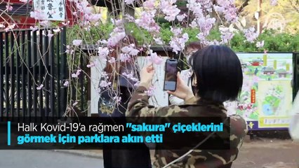 Halk Kovid-19'a rağmen 'sakura' çiçeklerini görmek için parklara akın etti
