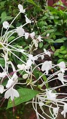 flowers love status