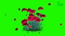 Rose green screen video| red rose plant green screen animation