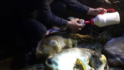 Kesilen inekten, 5 buzağı çıktı... Telef olan 4 buzağının başında hüngür hüngür ağladı