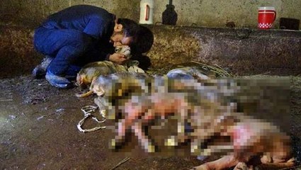 Kesilen inekten 4'ü ölü 5 buzağı çıktı, sahibi başında hüngür hüngür ağladı: Canımdan parça gitti