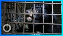 KASIHAN! 2 Beruang Dikurung Dalam Gelap Selama 17 Tahun di Vietnam - TomoNews