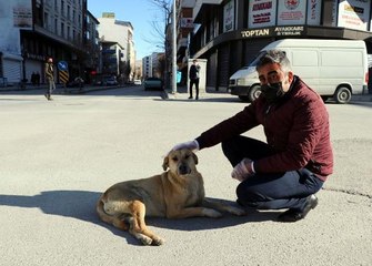 Van'da, aracın çarptığı yaralı köpeğe otobüs şoförü sahip çıktı