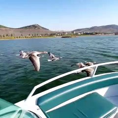 the season when the birds migrate to the distance