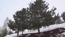 Ağrı'da ağaçların oluşturduğu kar manzarası göz kamaştırdı