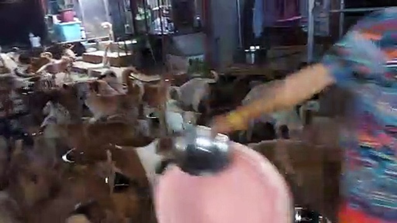 Pack of dogs feeding 