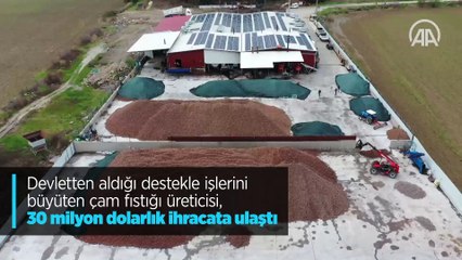 Devletten aldığı destekle işlerini büyüten çam fıstığı üreticisi, 30 milyon dolarlık ihracata ulaştı
