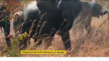 ​Afrique : l'éléphant de forêt menacé d'extinction