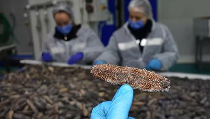 Biz yemiyoruz, Çinliler ve Korelilerin ise vazgeçilmezi! Ekonomiye katkısı 30 milyon dolar