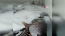 Beylikdüzü’nde avlanması özel izne tabi olan 2,5 ton orkinos balığına ele konuldu