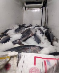 Beylikdüzü'nde avlanması özel izne tabi olan 2,5 ton orkinos balığına ele konuldu