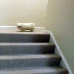 ahh cute little puppys