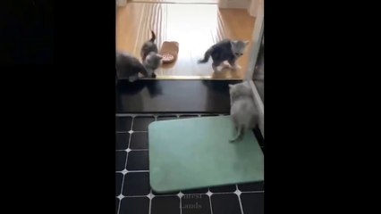 vidio lucu  kucing  dan majikan  di rumah