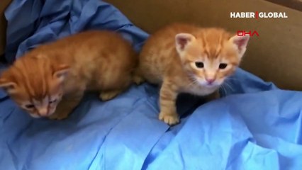 Kedi hasta yavrusunu veterinere böyle getirdi