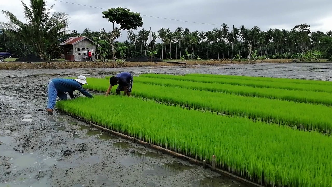 Rice Farming