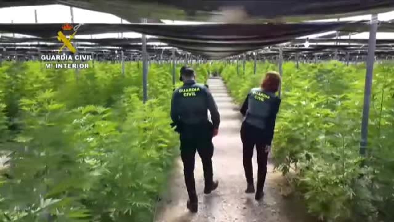 Intervenidas 64.800 plantas de cannabis en cinco plantaciones de cáñamo en Almería