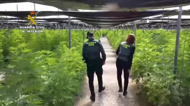 Intervenidas 64.800 plantas de cannabis en cinco plantaciones de cáñamo en Almería