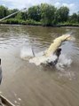 Feeding Time Brings Out the Fight in Crocodiles