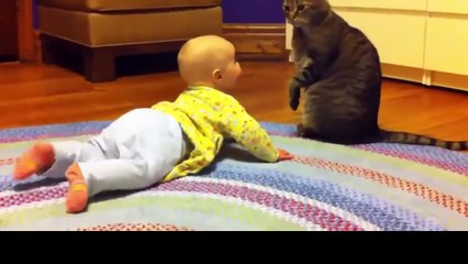 funny videos try not to laugh videos - Dailymotion