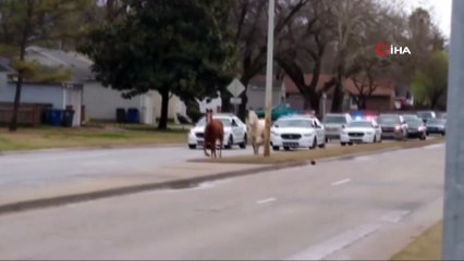 - ABD’de kaçak atlar trafiği tıkadı