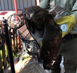 Son dakika haberleri: Yaralı yavru şahin emin ellerde