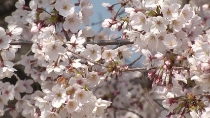 [영상] "코로나로 닫힌 마음, 벚꽃보며 여세요!" / YTN