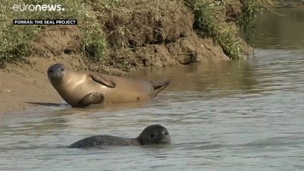 Telefonos applikációval kutatnák fel a szürke fókákat Nagy-Britannia partvidékein