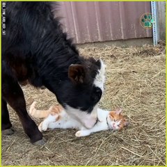 Cow and cat friendship cow and her cat