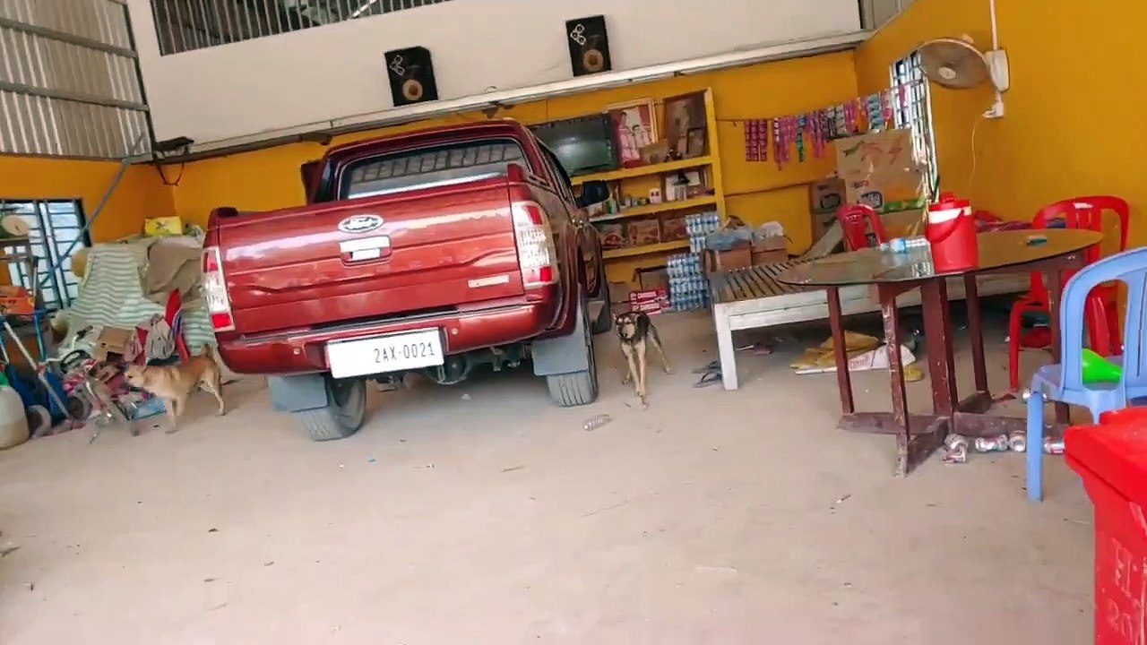 Wow!!! Fake Tiger Prank Dog Run So Very Funny Comedy Pranks