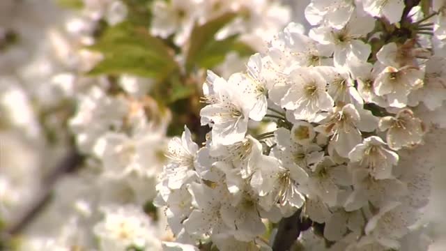Los cerezos en flor llegan al Valle del Jerte