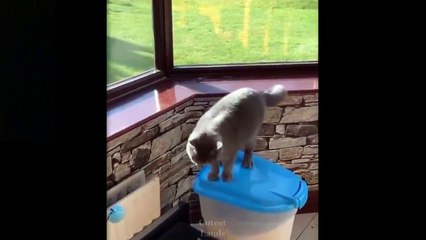 Lovely and Cute Pets | Funny pets compilation# 6