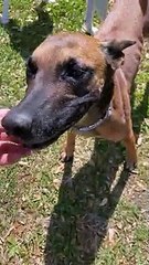 Faire claquer des dents à son chien